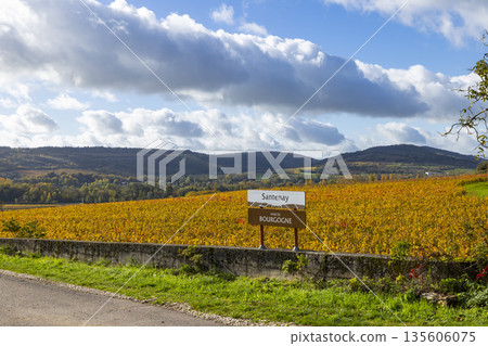Santenay vineyard sign in autumn, Bourgogne wine region 135606075