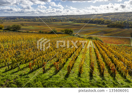 Autumn grapevines covering vineyards in Bourgogne, France 135606091