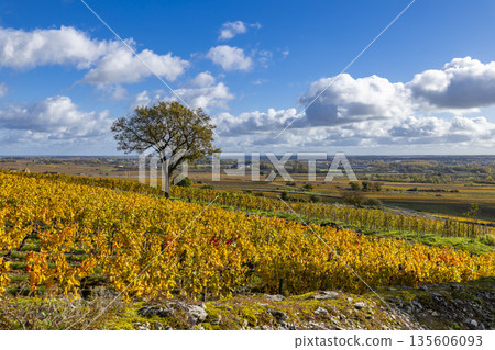 Autumnal vineyard landscape with lone tree in Bourgogne, France Autumnal vineyard landscape with lone tree in Bourgogne, France 135606093