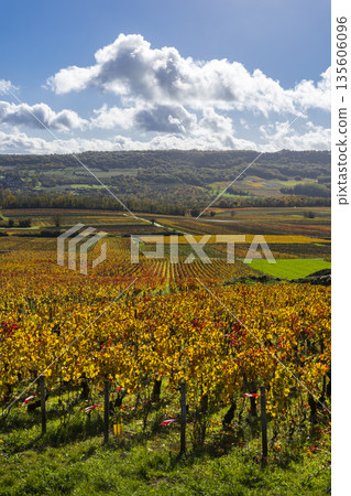 Autumn vineyard landscape in Santenay, Bourgogne Franche Comte, France 135606096