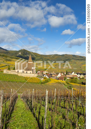 Fortified church of Saint Jacques in Hunawihr vineyard during autumn Fortified church of Saint Jacques in Hunawihr vineyard during autumn 135606099