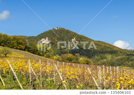 Vineyards with three castles in Hunawihr, Alsace Vineyards with three castles in Hunawihr, Alsace 135606103