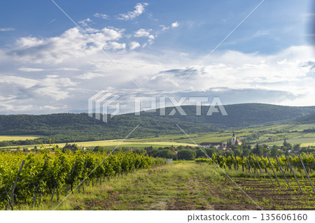 Hercegkut vineyard landscape in Tokaj Wine Region 135606160