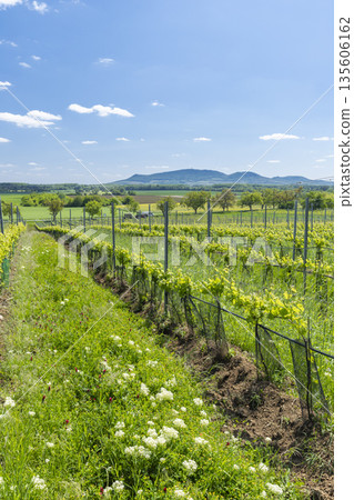 Vineyard rows growing in Ivan with Palava Hills 135606162