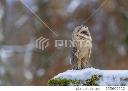 Barn owl perched on snow covered moss in winter forest Velka Fatra National Park Barn owl perched on snow covered moss in winter forest Velka Fatra National Park 135606212