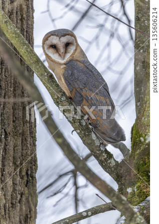 Barn owl perched on tree branch in Velka Fatra National Park 135606214