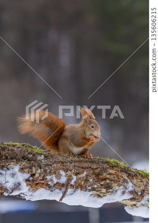 Red squirrel finding food during winter in Velka Fatra mountains 135606215