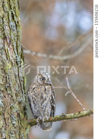Eurasian scops owl blending in Velka Fatra National Park 135606216