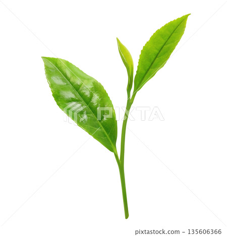 Tea leaves illustration realistic Tea leaves illustration realistic 135606366