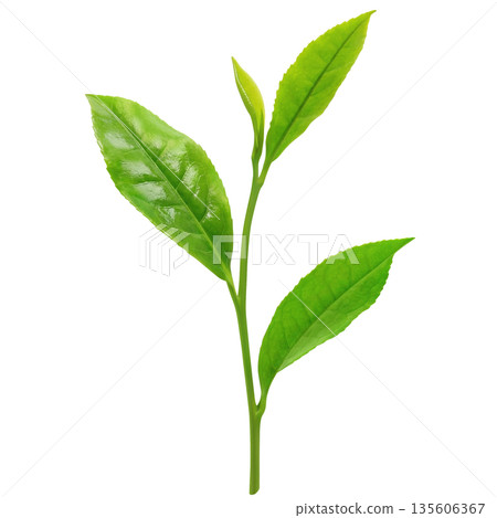 逼真的茶葉插圖 135606367