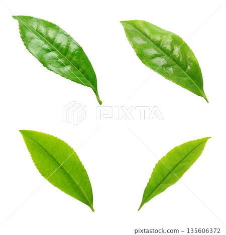 Tea leaves illustration realistic 135606372