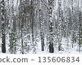 Birch trunks in the forest in winter 135606834