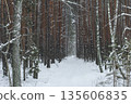 Clearing in a winter forest 135606835