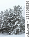 Snowy forest 135606836