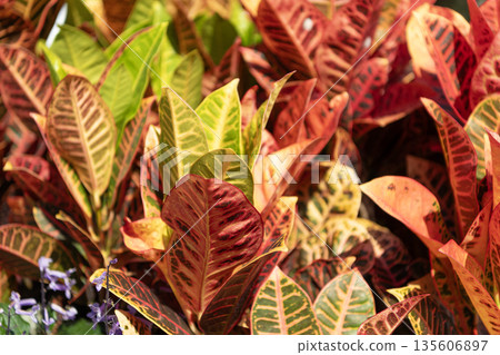 Croton plant with bright leaves. Nature leaf. Colorful plant of croton with vivid leaf. Flora and nature. Natural environment 135606897