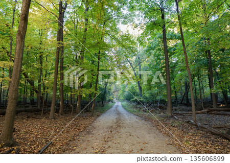 Autumn forest. Nature in fall season. Autumnal season in park. Seasonal leaves and tree. Natural autumn. Autumn beauty of nature. Fall season. Nature in forest. Fall leaves in park 135606899