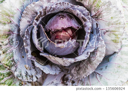 Brassica cabbage vegetable. Farming and harvest. Harvest crop. Cabbage vegetable, Acephala Brassica. Purple background 135606924