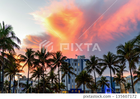 Palm tree. Summer vacation in Miami south beach. Palm tree on sunny day. Tropical beach. Tropical outdoor scene with palm tree. Tropical summer vacation. Summer sunset with palm tree silhouette 135607172