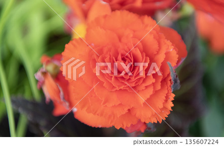 Begonia flower. Flowering nature closeup. Macro of flowering plant. Red exotic flower. Natural flower plant. Flora nature. Bright blooming begonia flower in nature 135607224