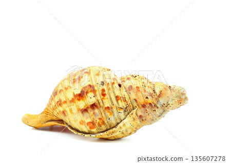 Trumpet Sea Shell With White Copy Space Trumpet Sea Shell With White Copy Space 135607278