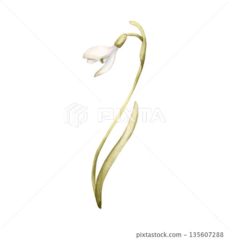 Snowdrop Spring Bulb Flower. Watercolor hand drawn floral illustration isolated on white background for Easter Woman's day design textile fresh fabric print card cosmetic package porcelain crockery Snowdrop Spring Bulb Flower. Watercolor hand drawn floral illustration isolated on white background for Easter Woman's day design textile fresh fabric print card cosmetic package porcelain crockery 135607288