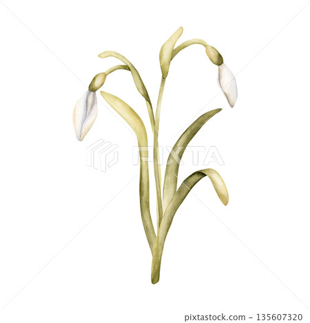 Snowdrop Spring Bulb Flower. Watercolor hand drawn floral illustration isolated on white background for Easter Woman's day design textile fresh fabric print card cosmetic package porcelain crockery Snowdrop Spring Bulb Flower. Watercolor hand drawn floral illustration isolated on white background for Easter Woman's day design textile fresh fabric print card cosmetic package porcelain crockery 135607320
