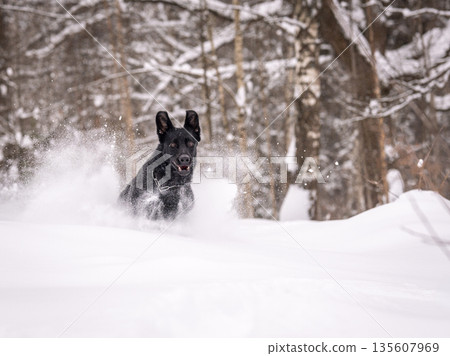A German shepherd runs in a snowy forest. Beautiful black dog in the snow 135607969