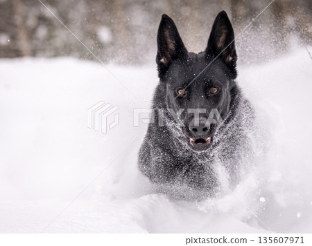 A German shepherd runs in a snowy forest. Beautiful black dog in the snow 135607971