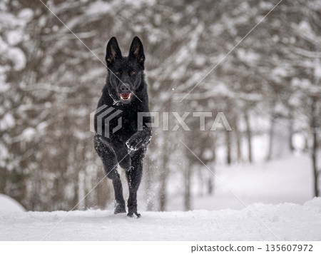 A German shepherd runs in a snowy forest. Beautiful black dog in the snow 135607972