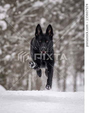 A German shepherd runs in a snowy forest. Beautiful black dog in the snow 135607974