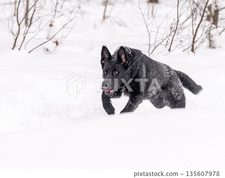 A German shepherd runs in a snowy forest. Beautiful black dog in the snow 135607978