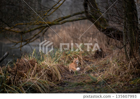 A luxurious red kitten in the middle of a dark autumn forest. A beautiful animal in nature. A luxurious red kitten in the middle of a dark autumn forest. A beautiful animal in nature. 135607993