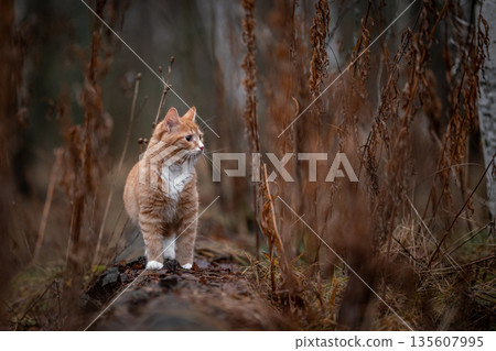 A luxurious red kitten in the middle of a dark autumn forest. A beautiful animal in nature. A luxurious red kitten in the middle of a dark autumn forest. A beautiful animal in nature. 135607995