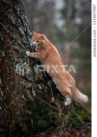 A luxurious red kitten in the middle of a dark autumn forest. A beautiful animal in nature. A luxurious red kitten in the middle of a dark autumn forest. A beautiful animal in nature. 135607997
