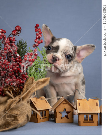 A French bulldog puppy chews on a Christmas tree. A French bulldog puppy chews on a Christmas tree. 135608002
