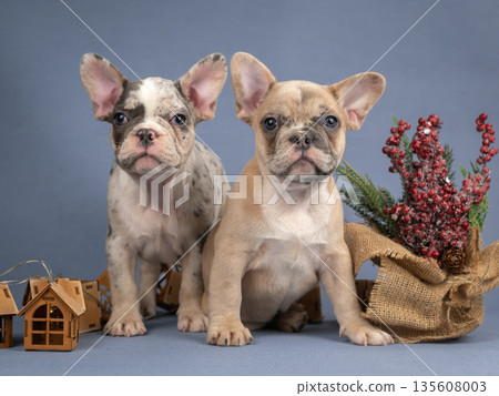 Two French Bulldog puppies among Christmas decorations. Puppies look carefully at the camera 135608003