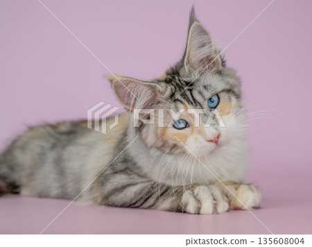 A Maine Coon kitten with blue eyes on a pink background A Maine Coon kitten with blue eyes on a pink background 135608004