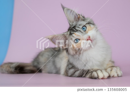 A Maine Coon kitten with blue eyes on a pink background A Maine Coon kitten with blue eyes on a pink background 135608005