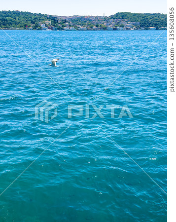 Seagull flying over calm blue water with distant shoreline and green hills in background Seagull flying over calm blue water with distant shoreline and green hills in background 135608056