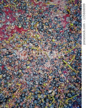 Close-up the fermentation process of crushed grapes transforming into fresh must. Winemaking procedure, squeezed aromatic fruits luring wasps 135608099