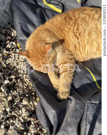 Ginger cat sleeping on gravel and fabric under warm sunlight with paws tucked in 135608351