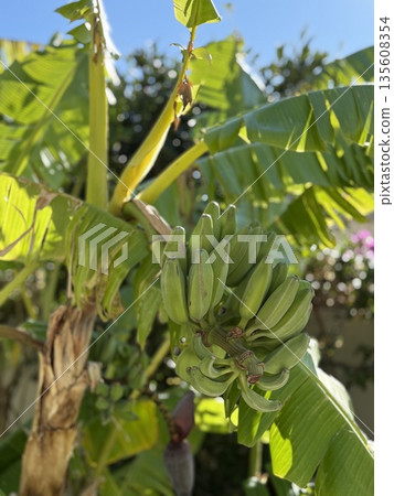 Green bananas growing on tree in sunny garden with lush tropical foliage background Green bananas growing on tree in sunny garden with lush tropical foliage background 135608354