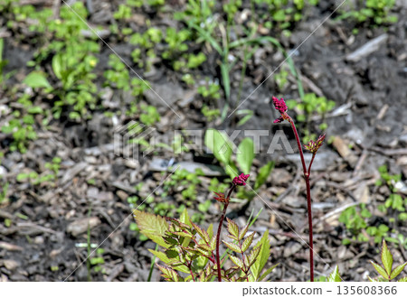 Japanese astilbe or Astilbe japonica from Saxifragaceae family in early spring in the botanical garden in Dnipro, Ukraine Japanese astilbe or Astilbe japonica from Saxifragaceae family in early spring in the botanical garden in Dnipro, Ukraine 135608366