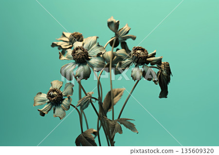 Dark wilted and dry flowers in blue green background 135609320