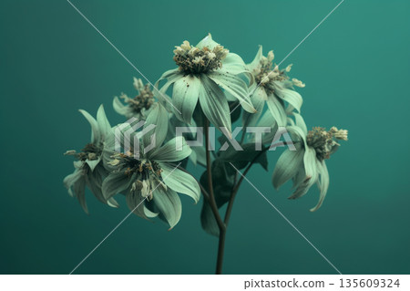 Dark wilted and dry flowers in blue green background 135609324