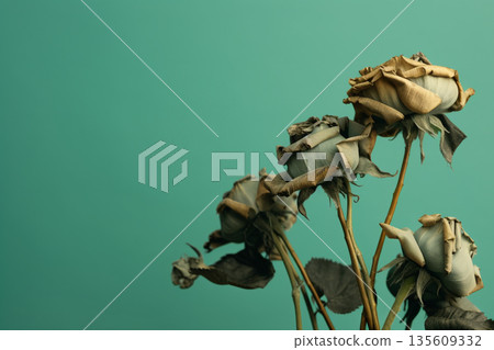 Dark wilted and dry flowers in blue green background 135609332