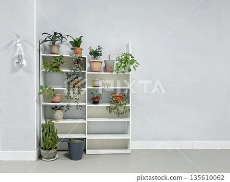 indoor flowers stand on a white shelf indoor flowers stand on a white shelf 135610062