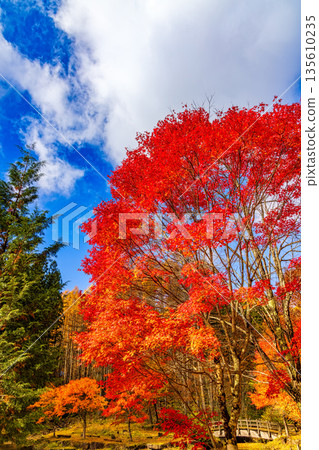 Seseragi山谷（11月紅葉） 135610235