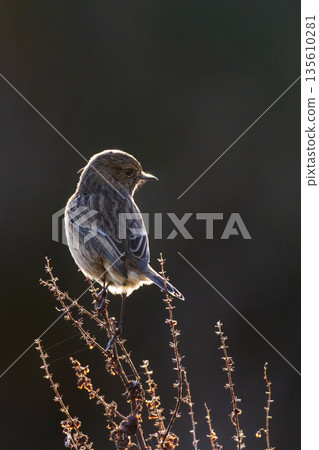 Stonechat backlit in golden sunshine at nature reserve Stonechat backlit in golden sunshine at nature reserve 135610281