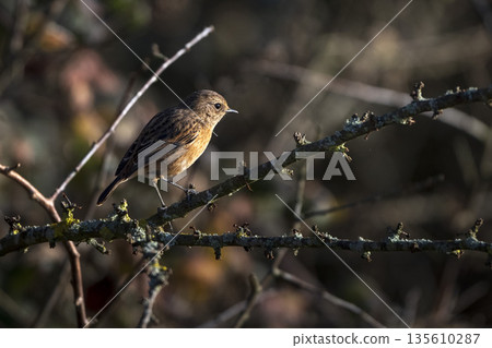 Stonechat in pool of sunlight Stonechat in pool of sunlight 135610287